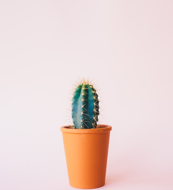 Kraft Çantada Turuncu, Pembe ve Kırmızı Kalanchoe